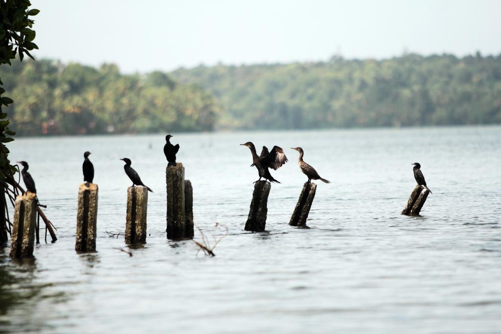 Vinis Farm - A Private Island Stay -Privacy Redefined !!! Mundrothuruth Buitenkant foto